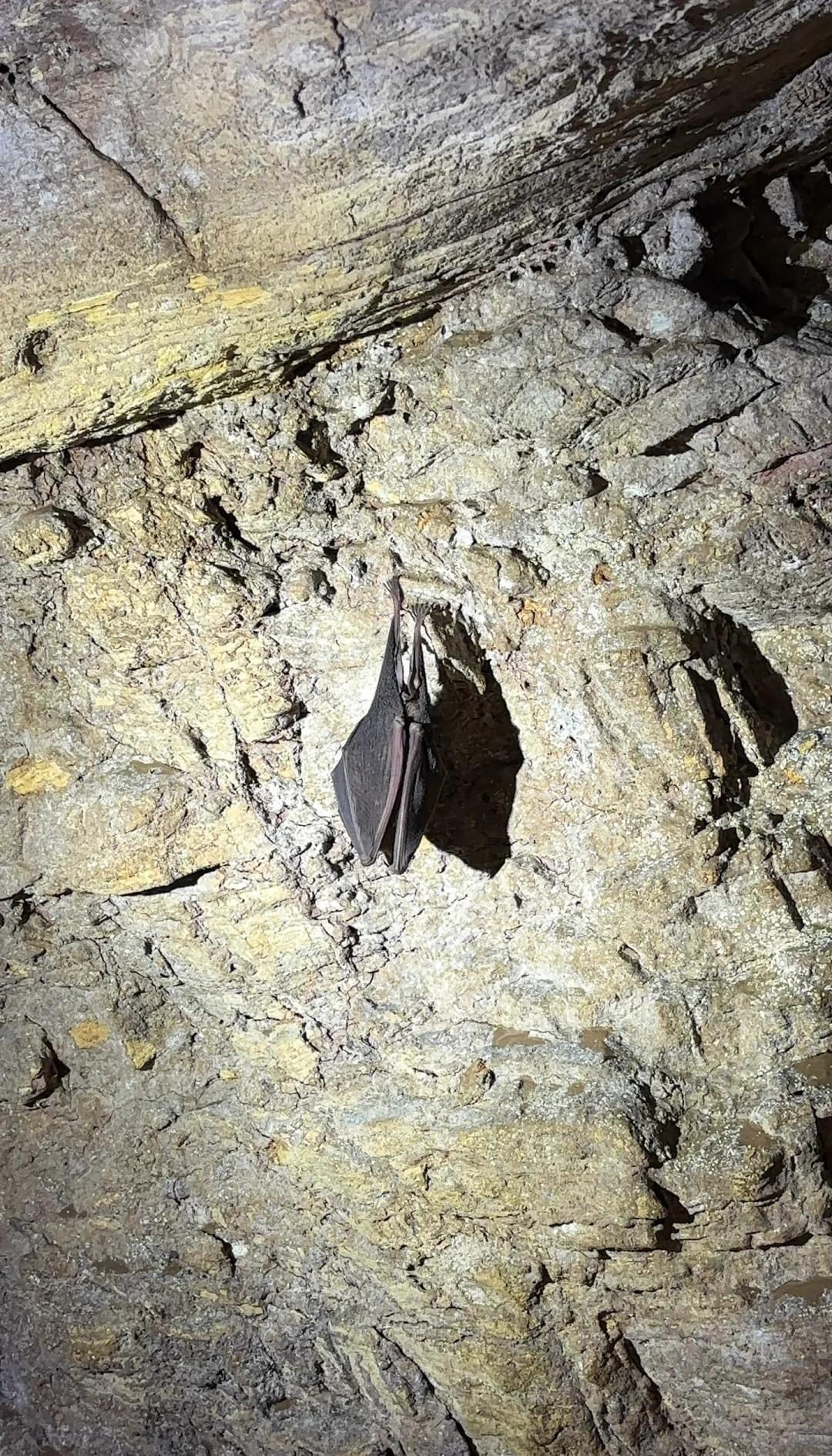 乐鱼体育安卓版-包含海底钟乳石潜水大赛，探秘自然的奇幻景观的词条